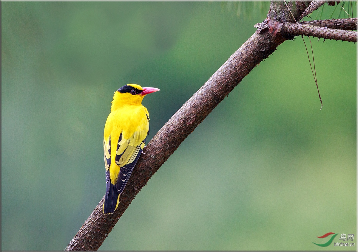 两只黄鹂鸣翠松