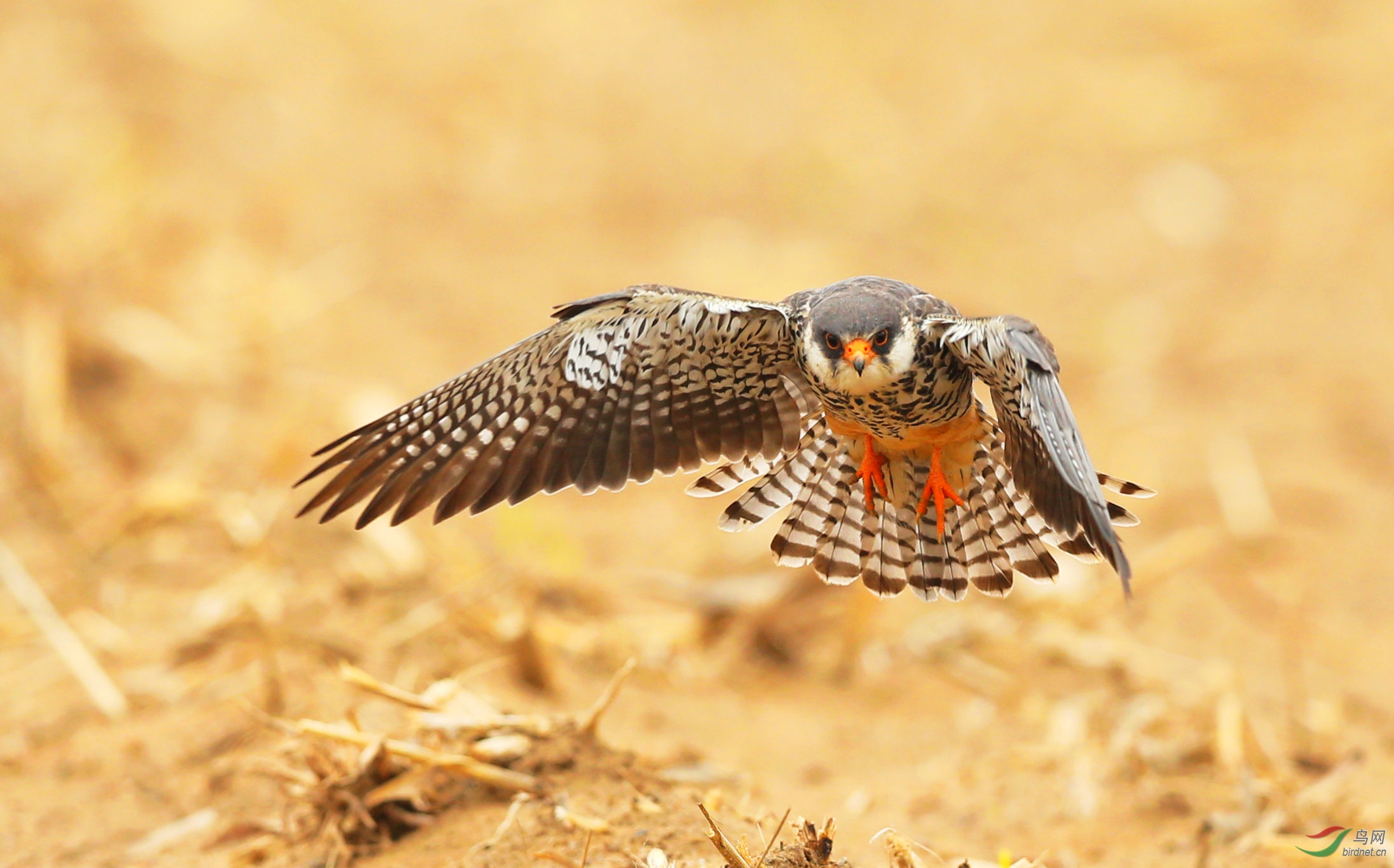 野鸭湖阿穆尔隼雌性