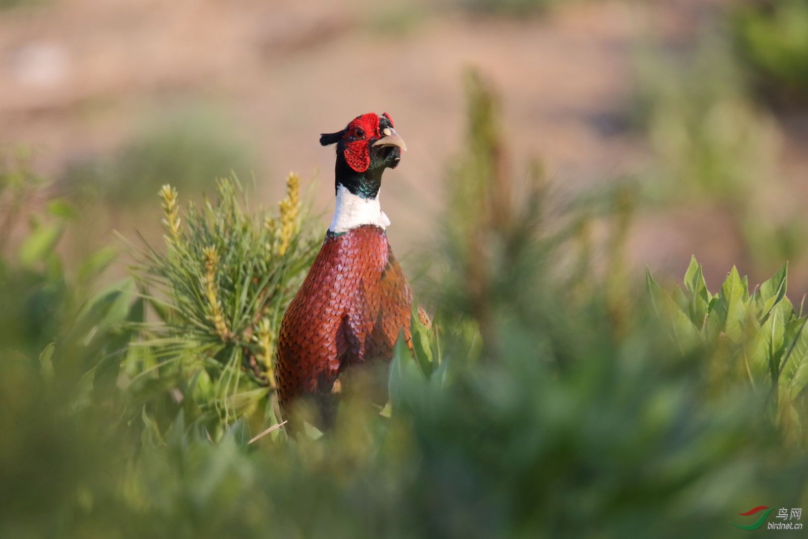 野公鸡 我就不信我拍不到你