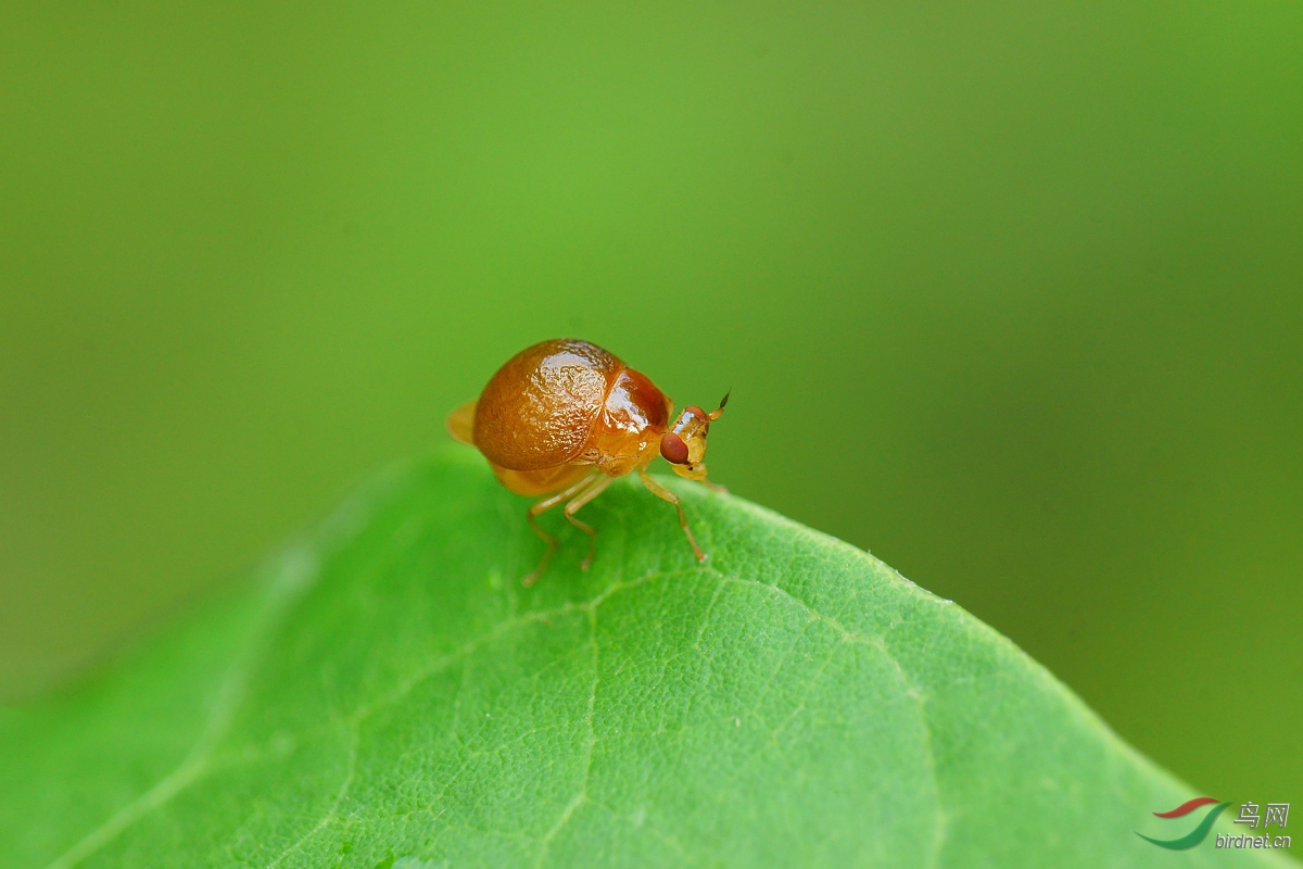 长焦拍甲蝇