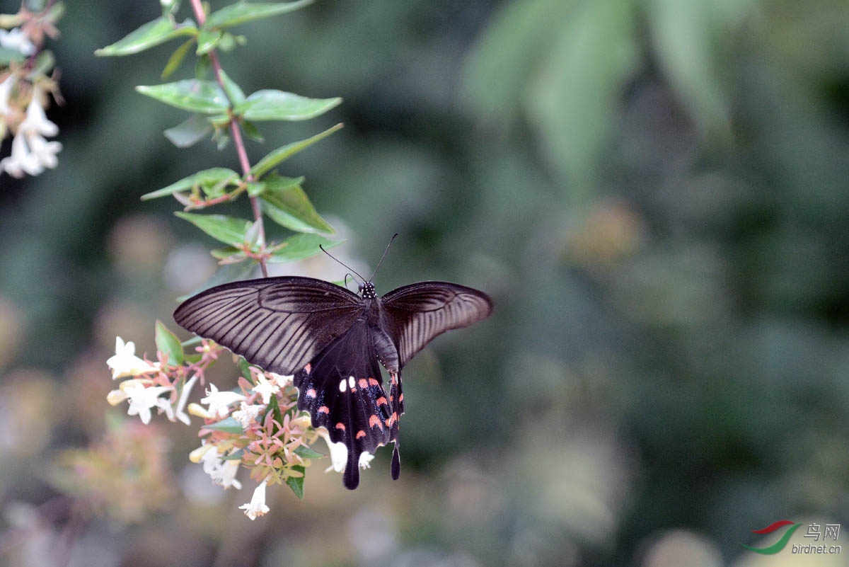 玉带凤蝶雌与粉野花
