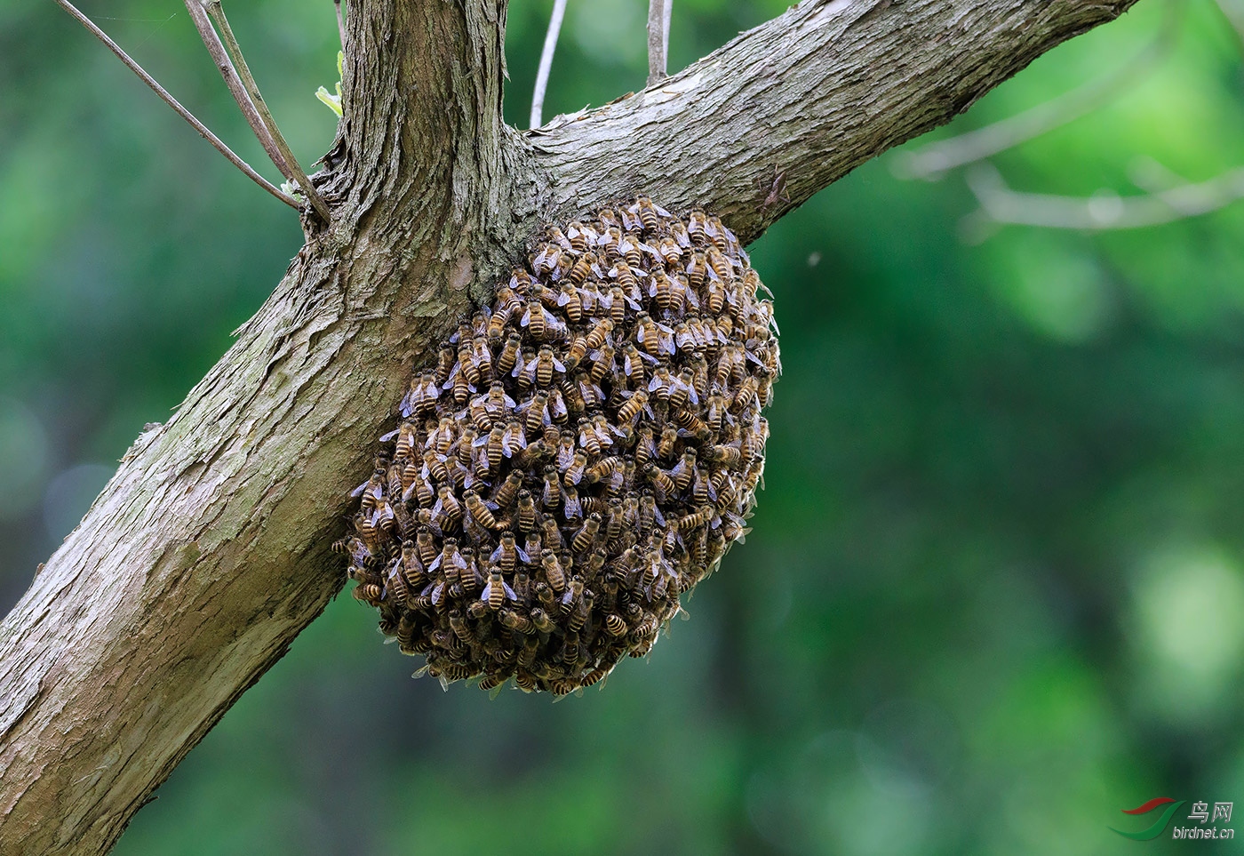 巢?蜂巢?