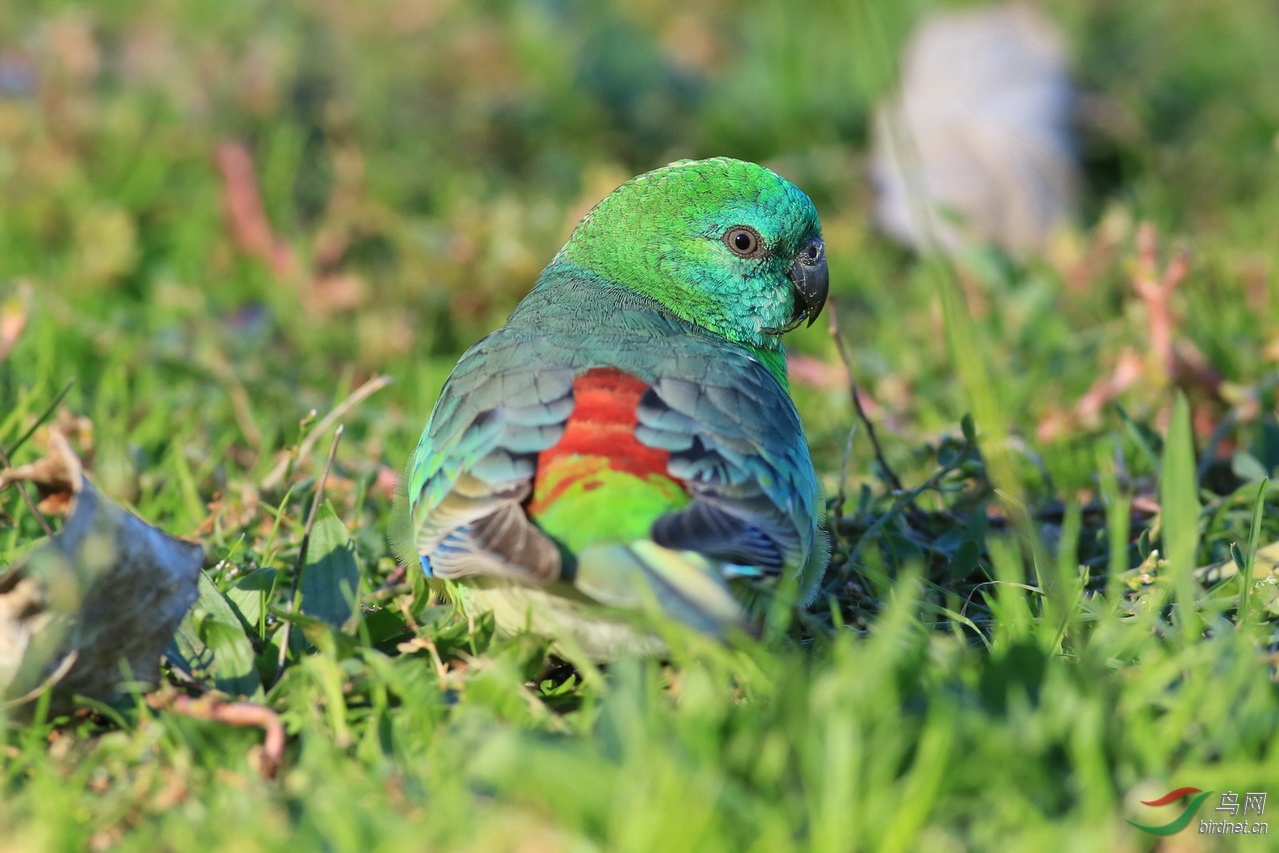 澳洲拍鸟-ginniderra湖边的红腰鹦鹉