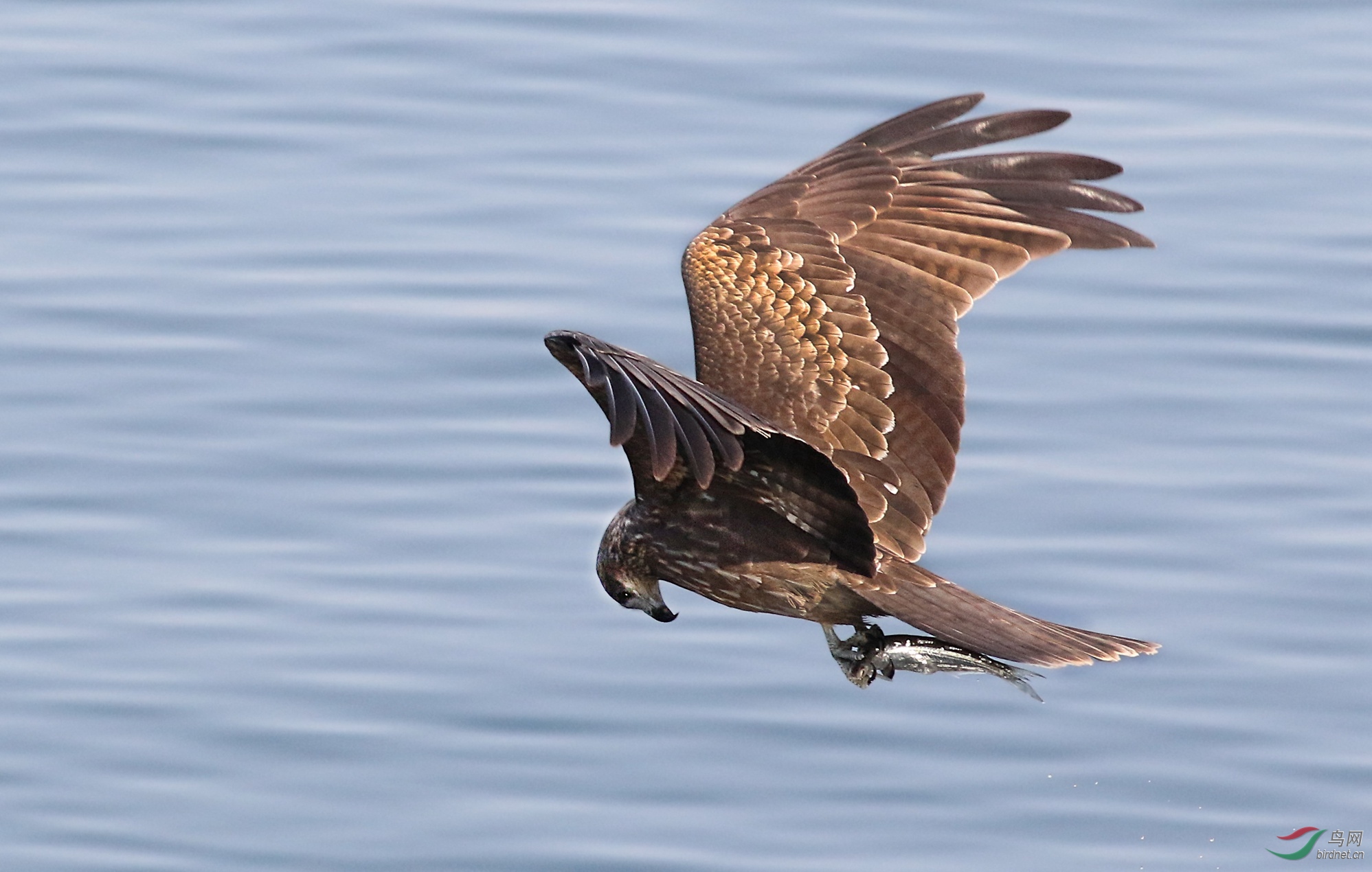 黑耳鸢捕鱼.