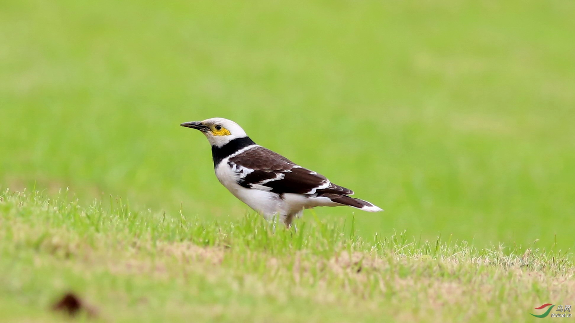 悠闲的黑领椋鸟
