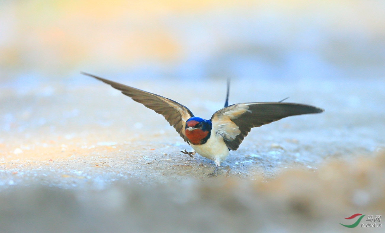 谁家新燕啄春泥