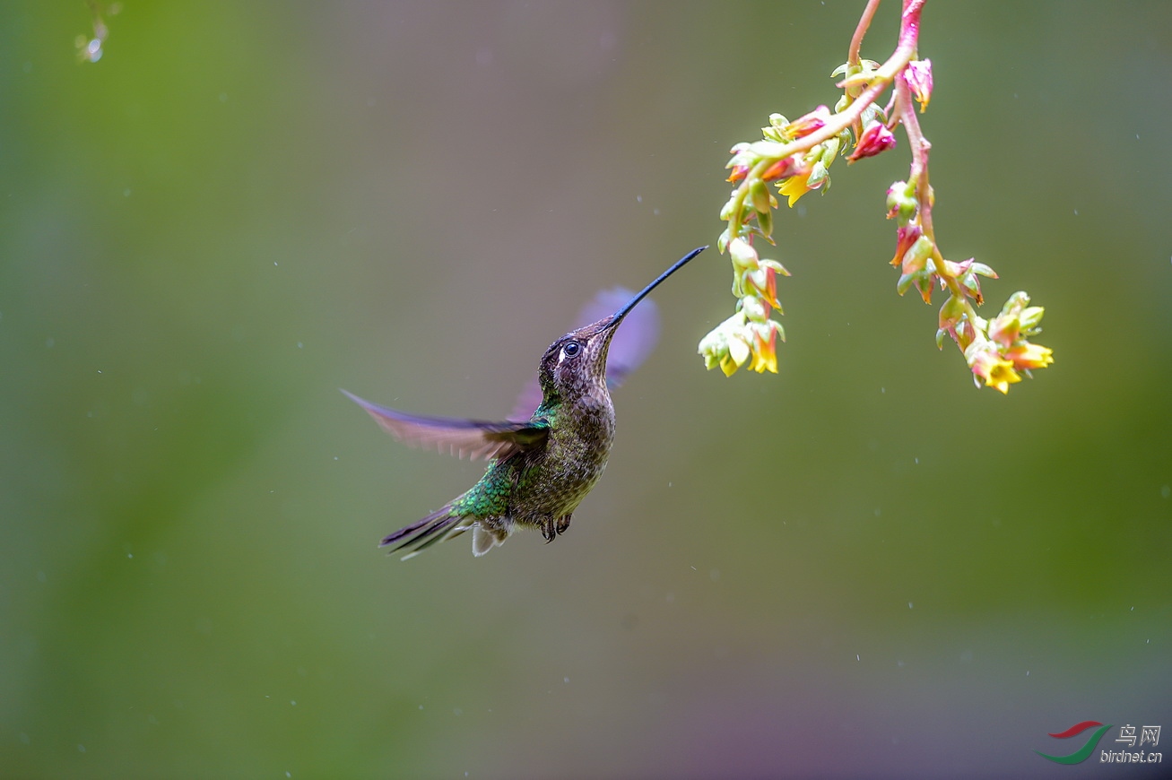 大蜂鸟哥斯达黎加拍鸟大蜂鸟雌鸟
