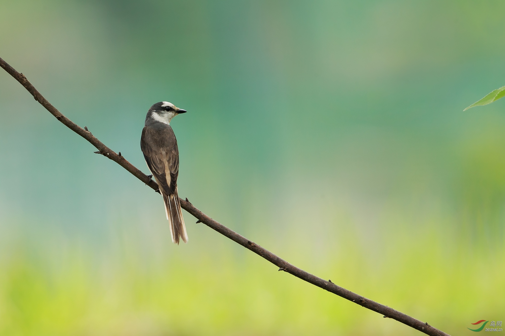 灰山椒鳥