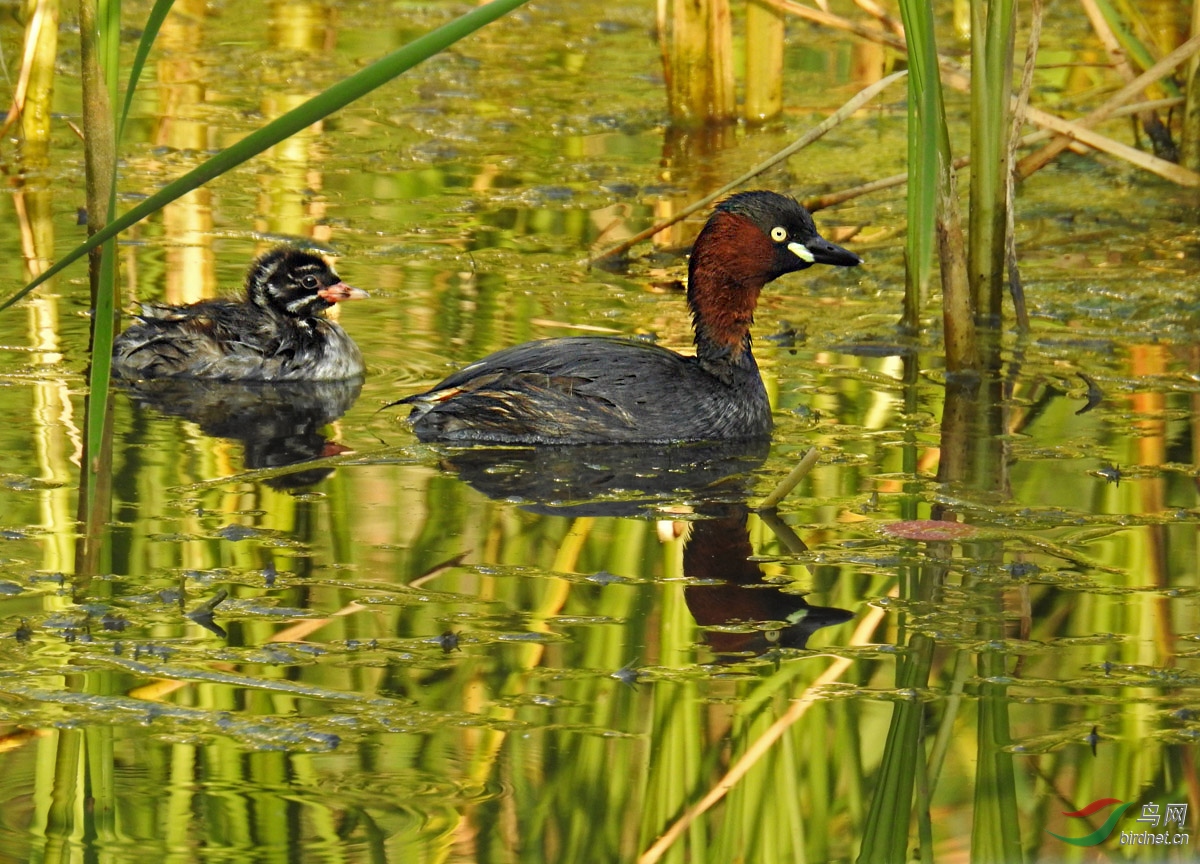 DSCN9613 ����.jpg