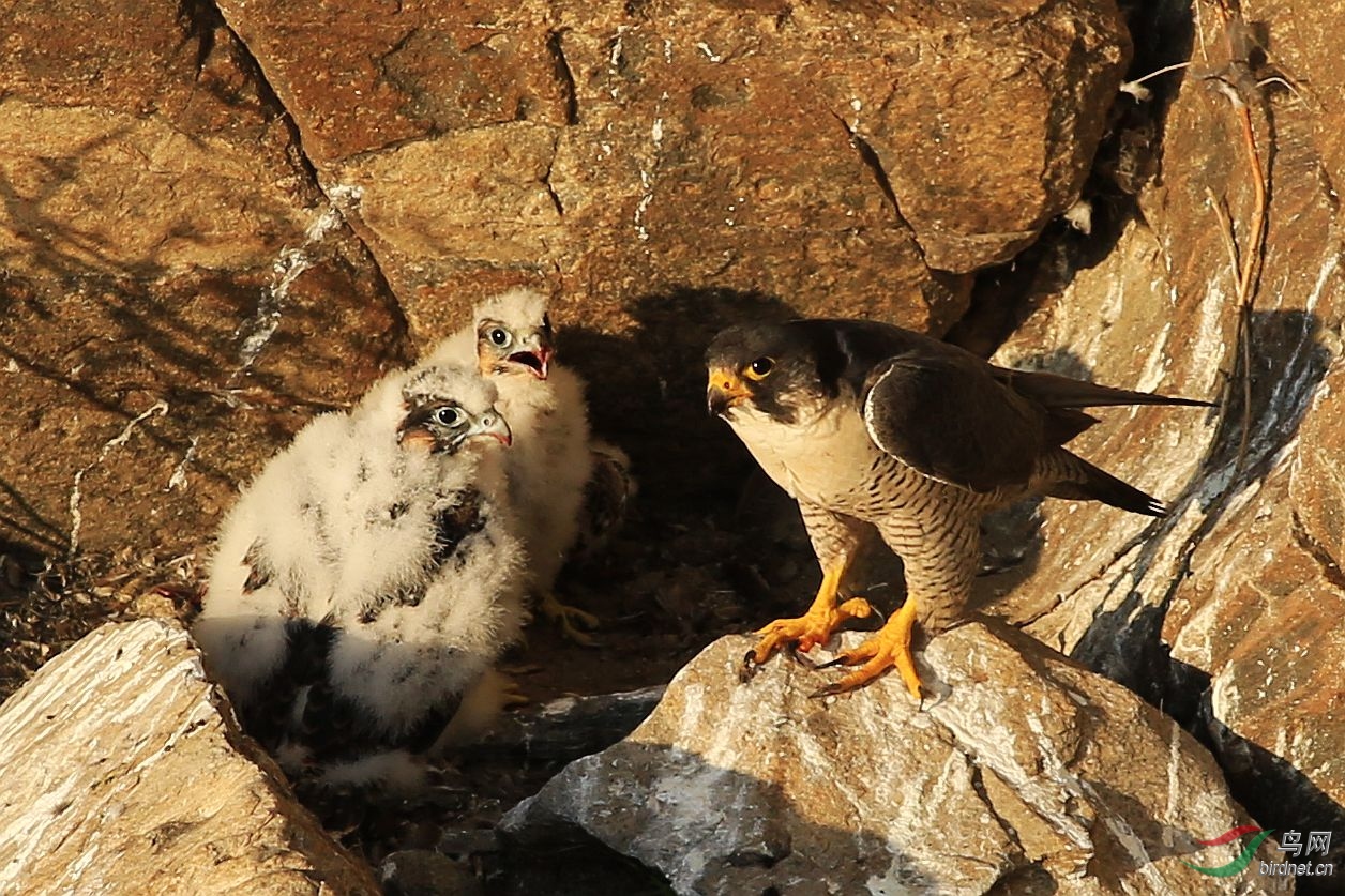 游隼育雏
