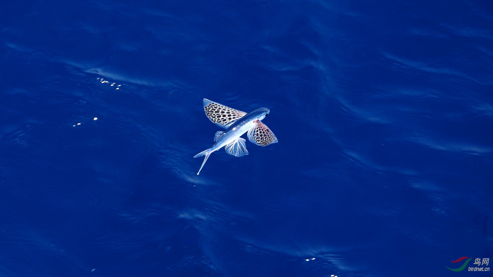今天是国际生物多样性日飞鱼贺首页精华