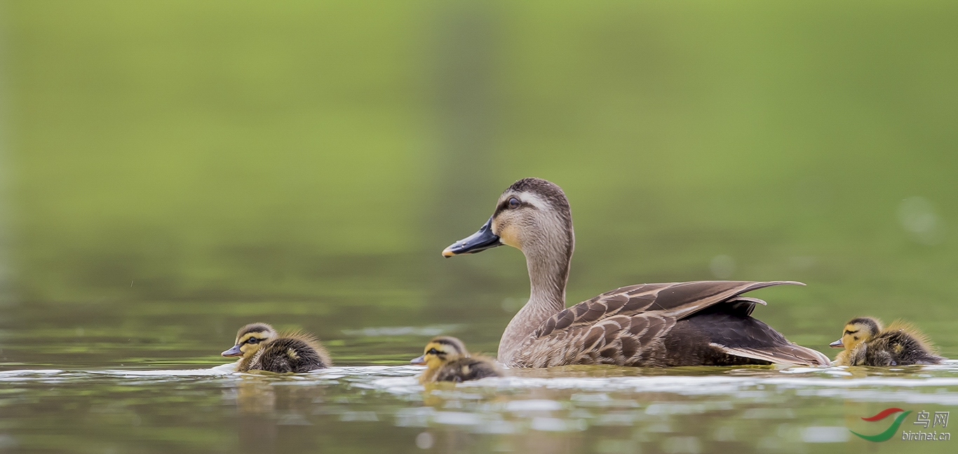 鸭妈妈和鸭宝宝