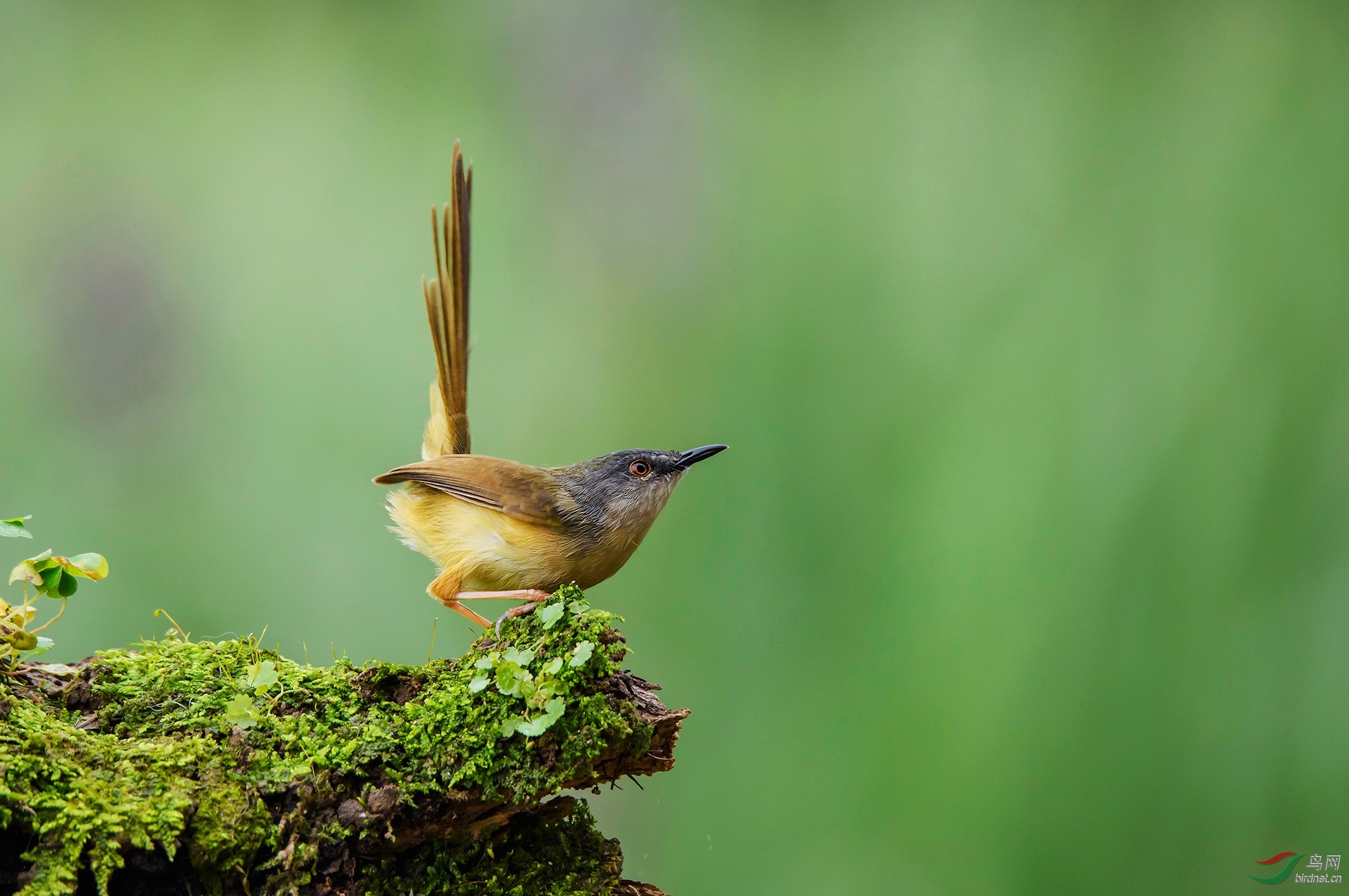 黄腹山鹪莺翘起90度的尾开溜