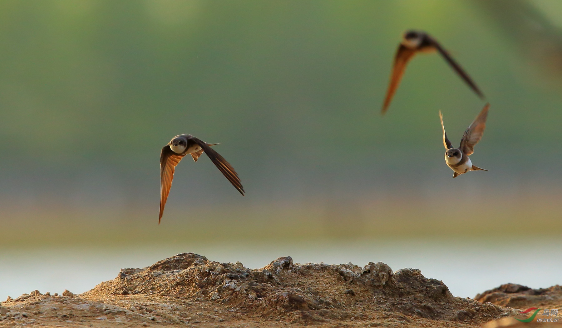 林鸟飞来崖沙燕