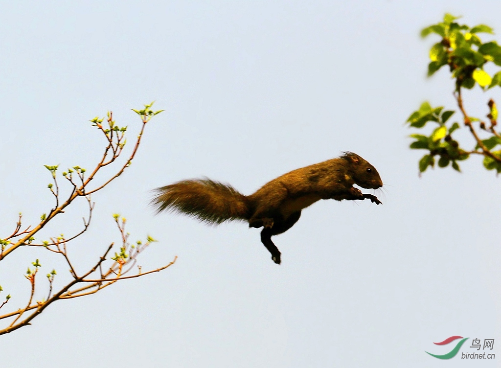 小松鼠演绎高空跨越