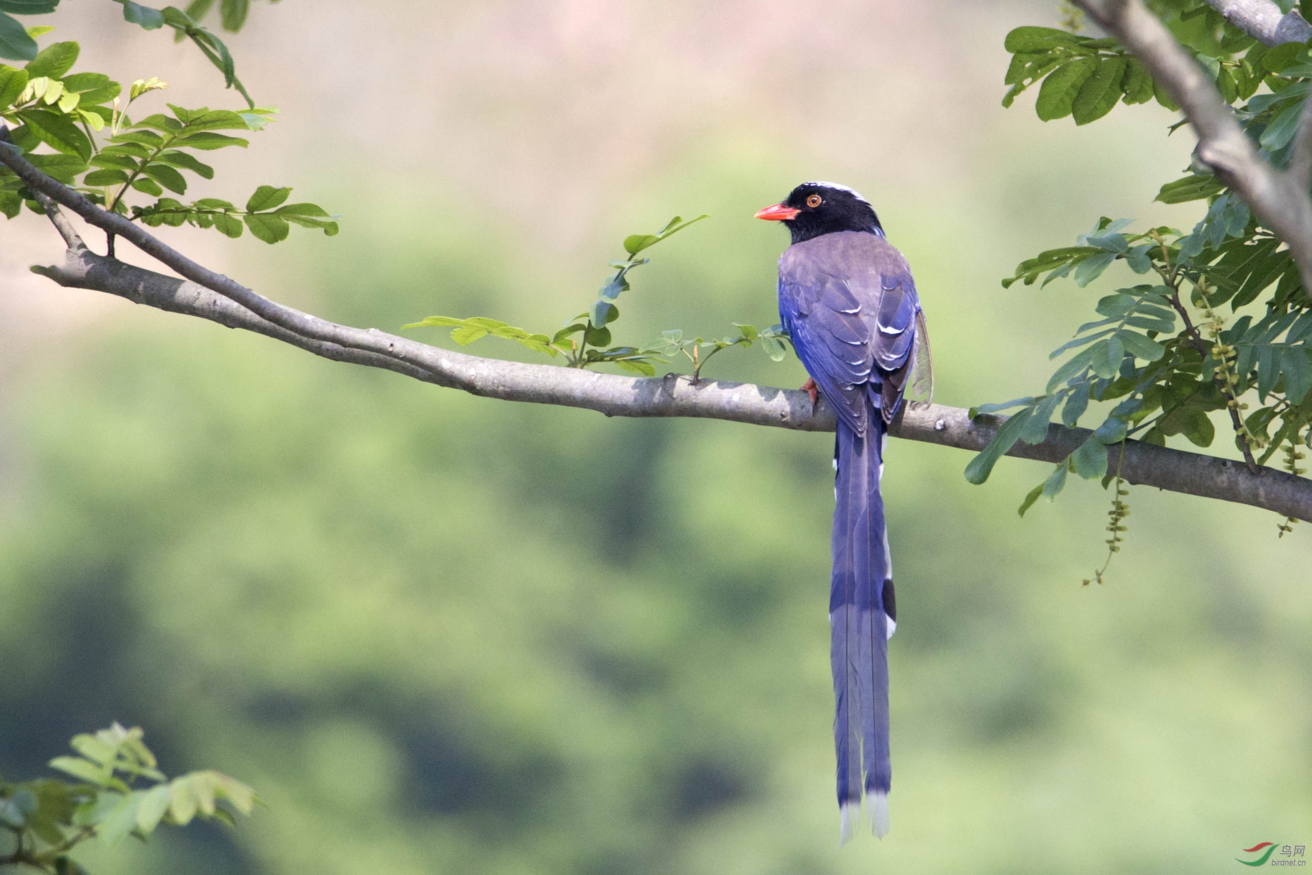 茂盛树林子里的长尾蓝雀
