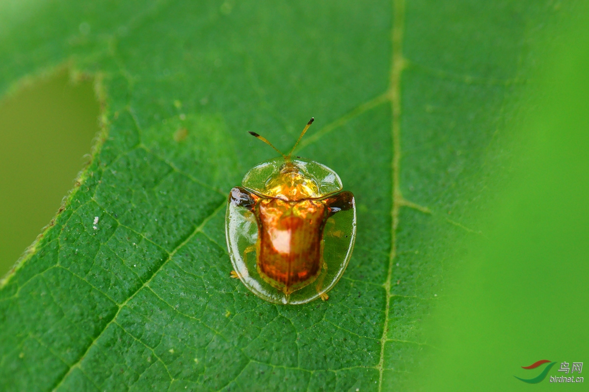 长焦拍金盾龟金花虫