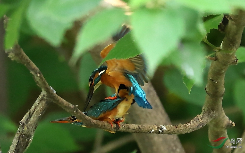 动翠喂小踩蛋两头忙