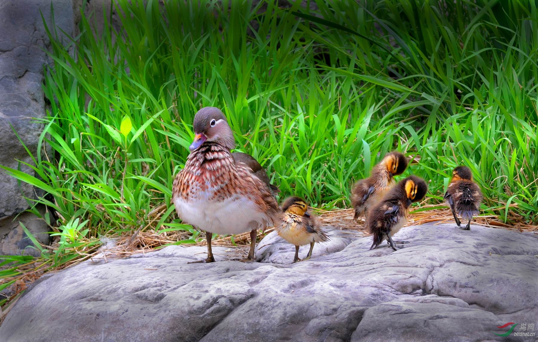 温馨鸳鸯美满一家