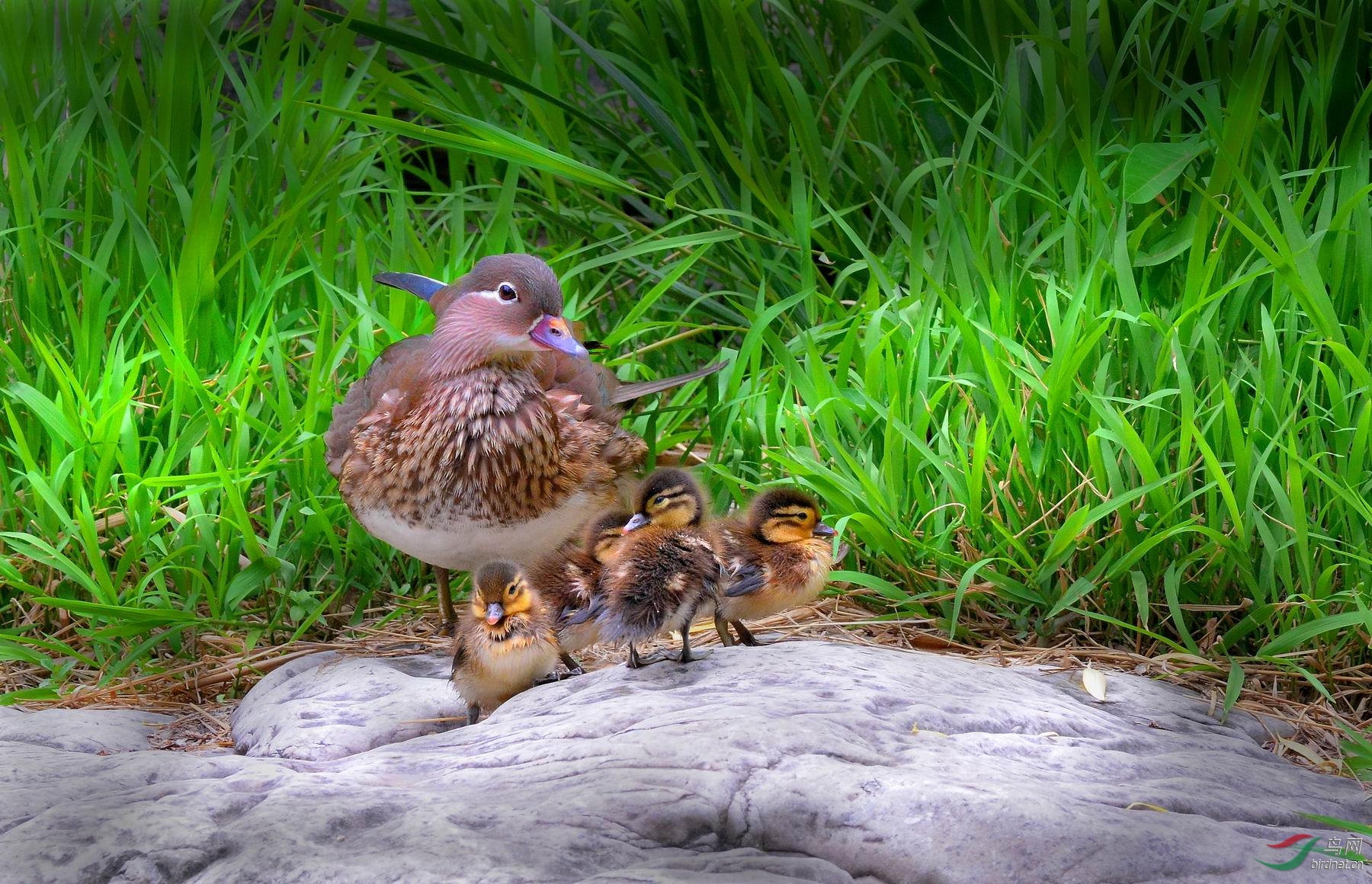温馨鸳鸯美满一家