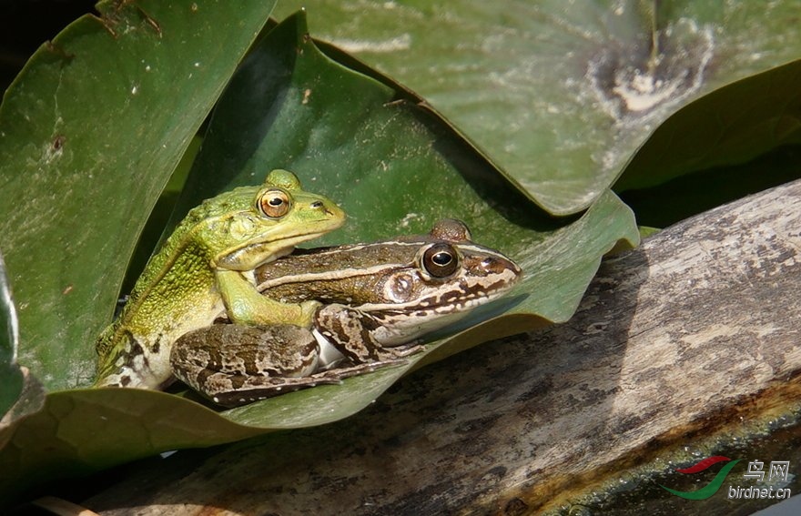 一对青蛙