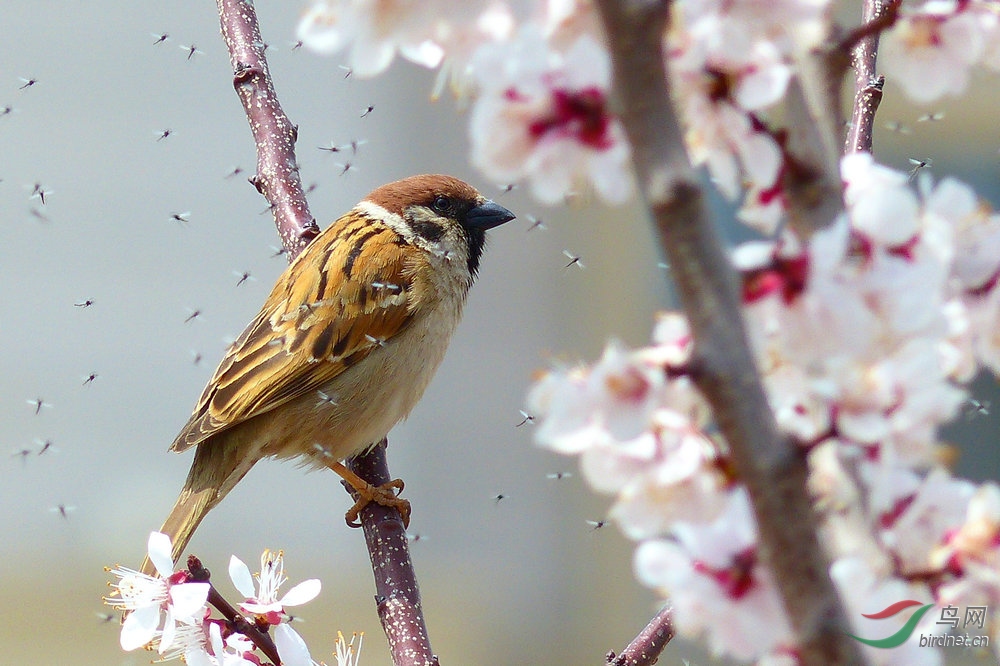 家麻雀和树麻雀