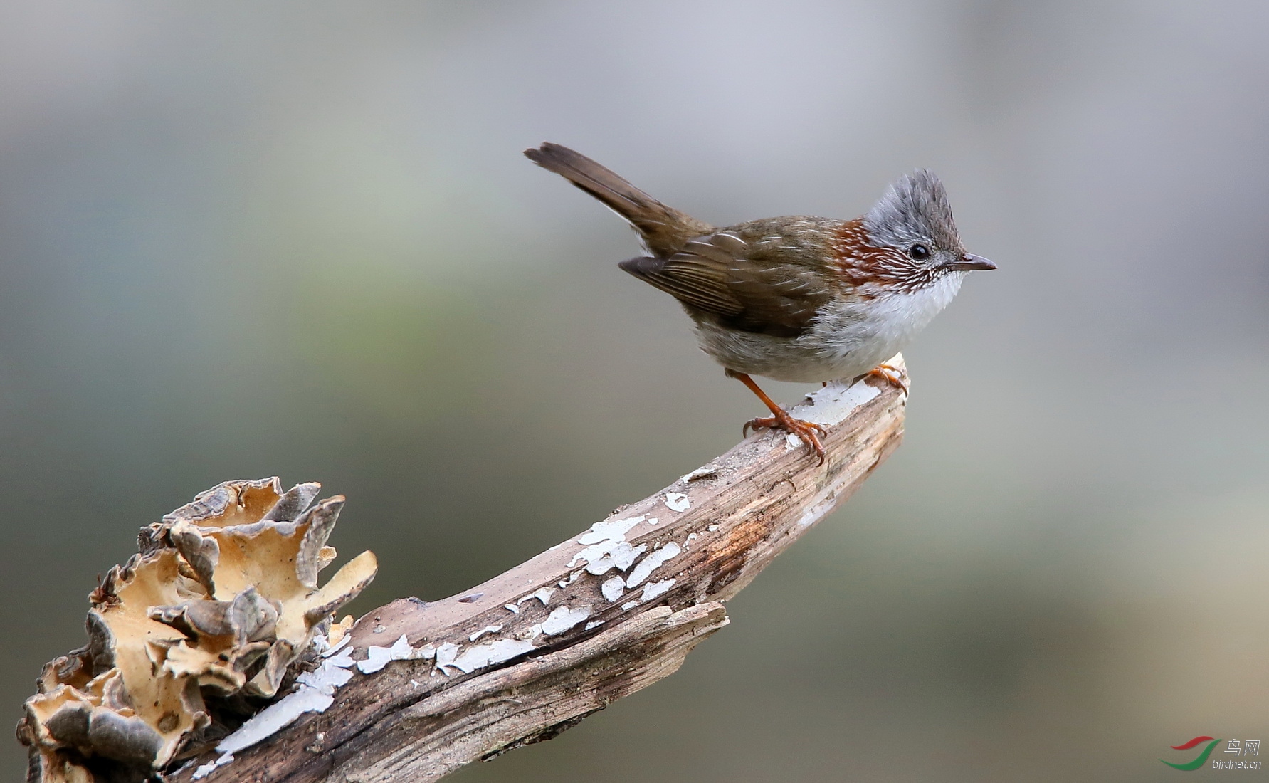 萌萌的鹛子栗耳凤鹛