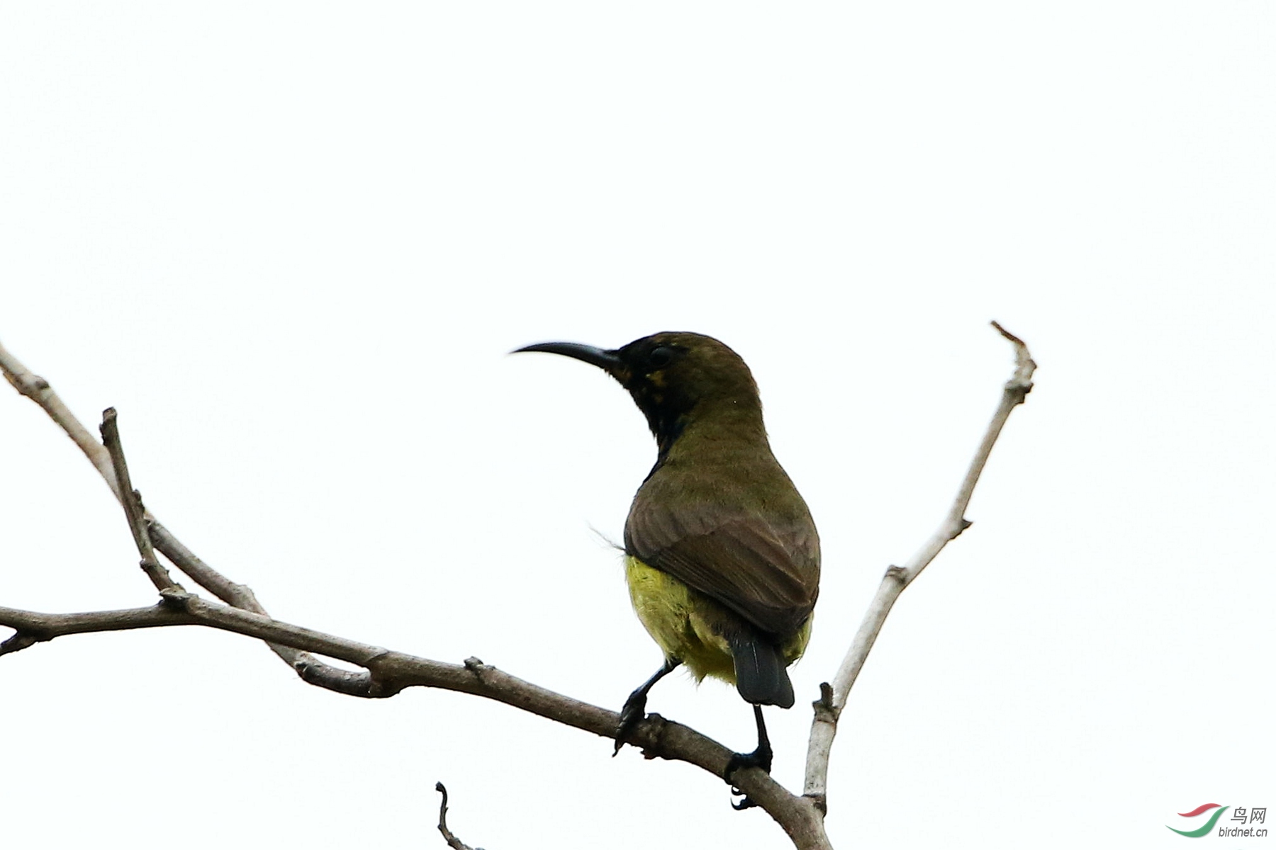 枯枝上的花蜜鸟