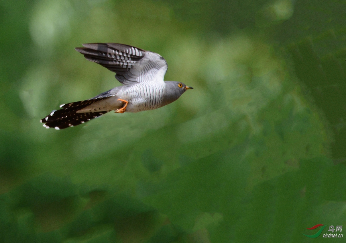 dsc_2301子规.jpg
