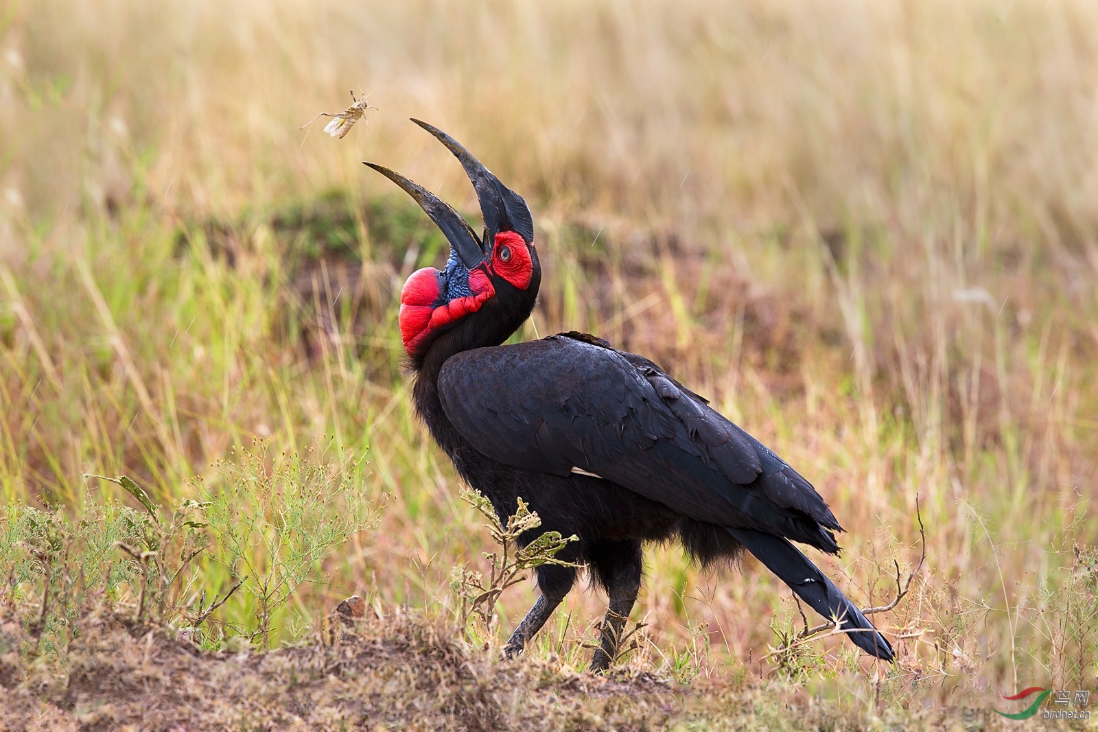 带只非洲鸟来看望班长