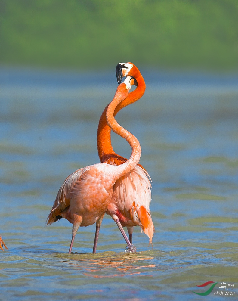 水鸟大红鹳火烈鸟的爱情舞蹈恭贺获得每日精华