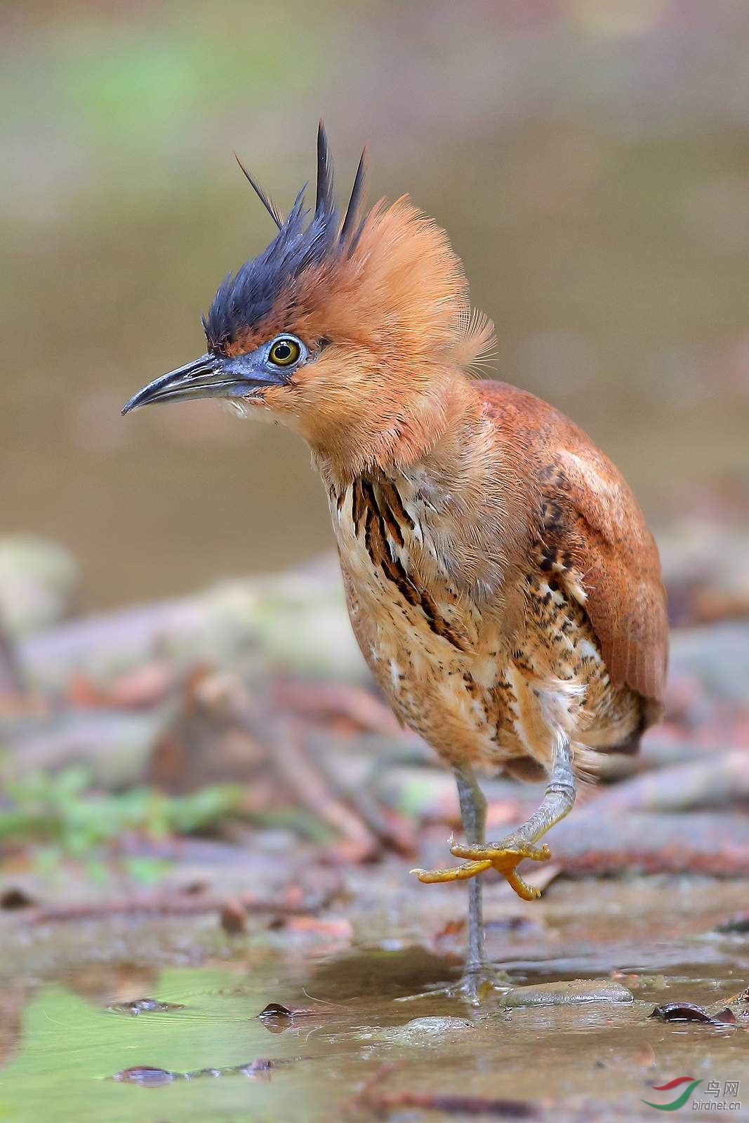 (黑冠鳽)黑冠麻鹭(贺获每日精华)