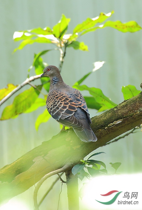 斑鸠