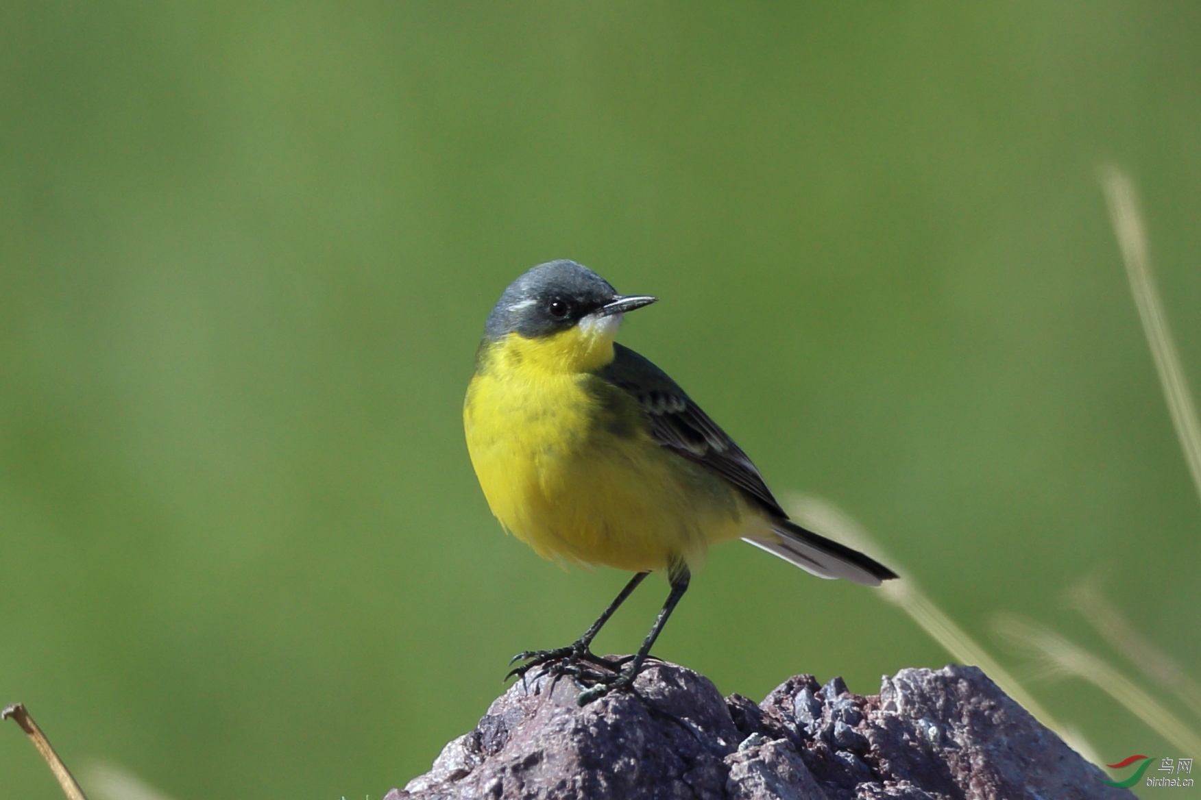 黄鹡鸰亚种雄鸟