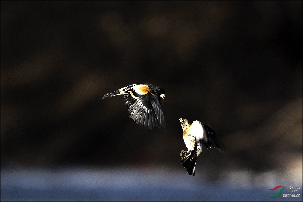 [林鸟] 飞起来说点悄悄话--燕雀