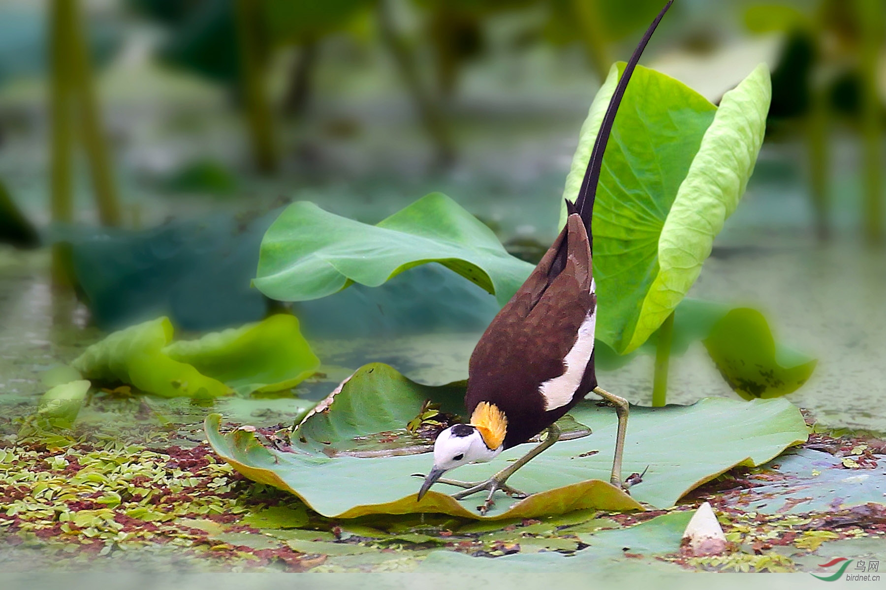 7.21 摄于江苏南京绿水湾生态湿地园)