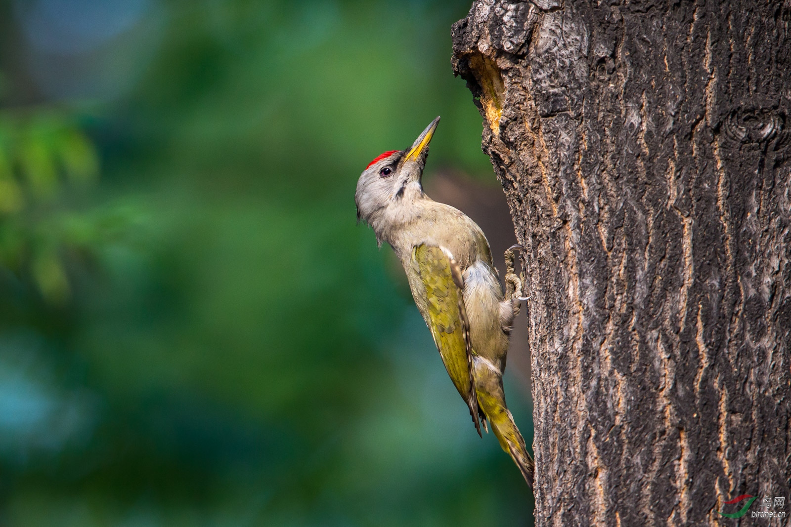 灰头绿啄木鸟雌雄