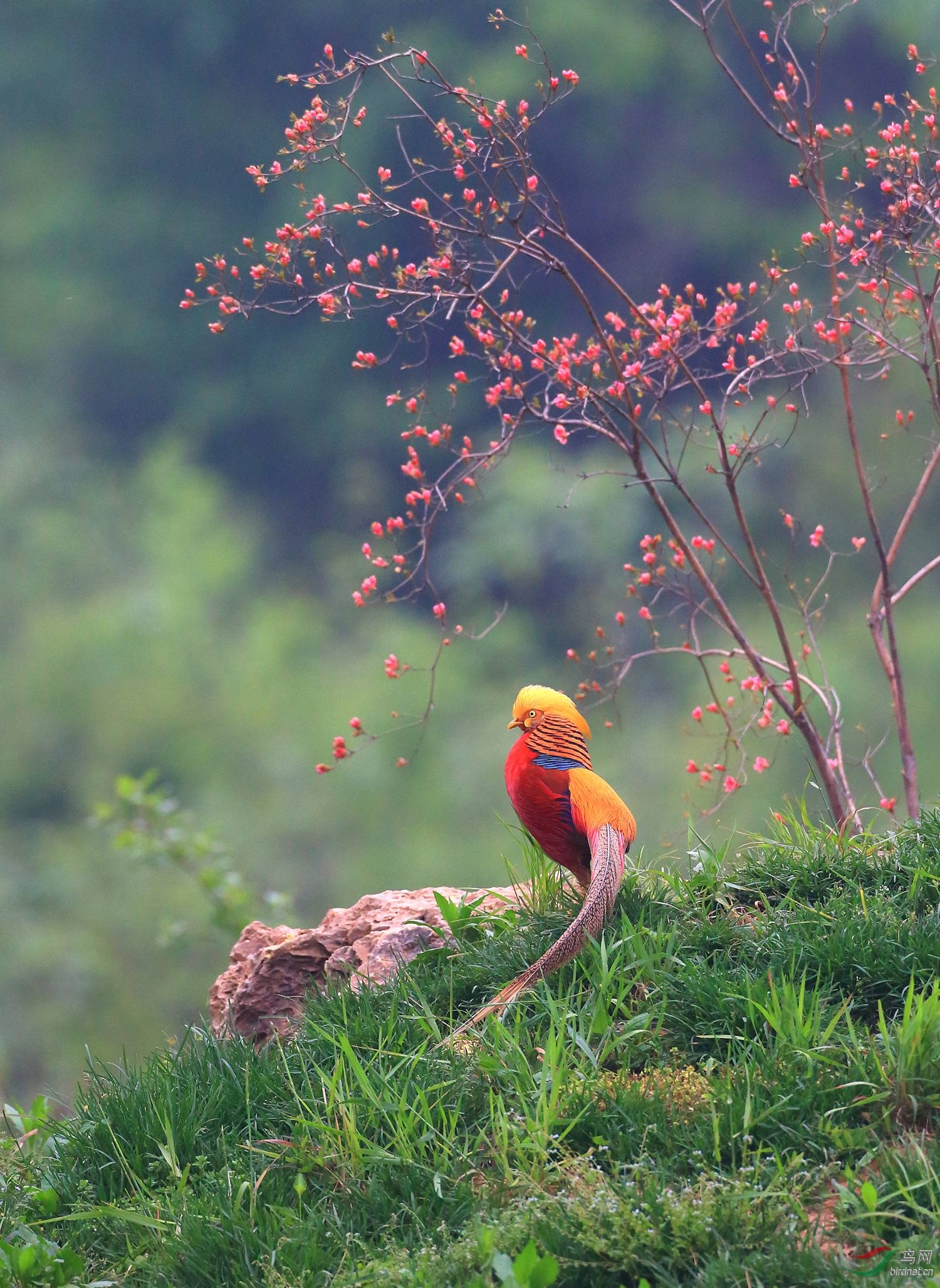 红腹锦鸡锦上添花祝贺获首页精华