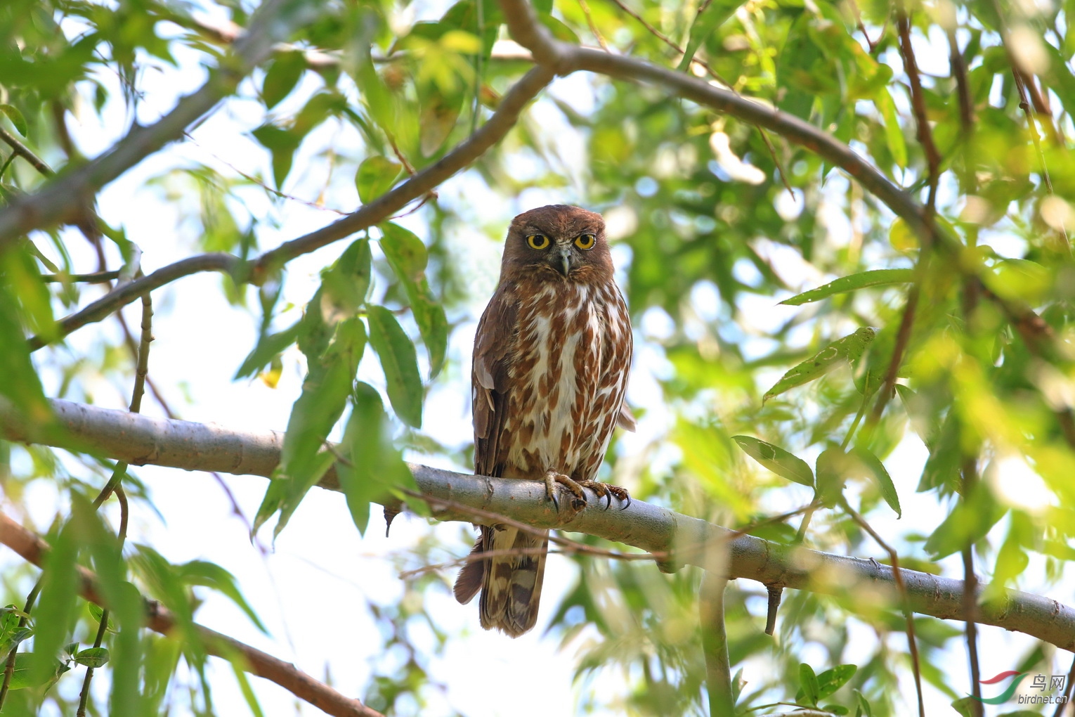 颐和园528鹰鸮偶尔瞪一下眼睛