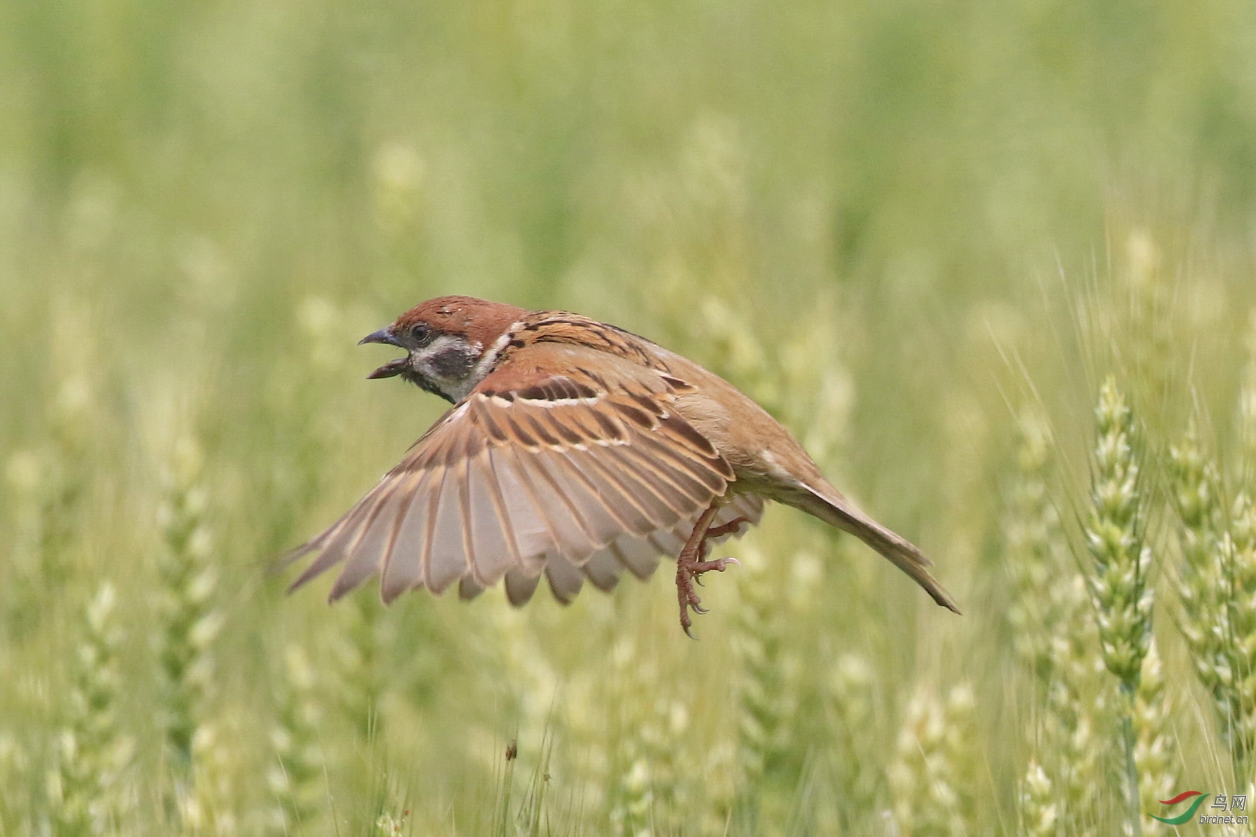 5.20 .麻雀 .(打飞练习)