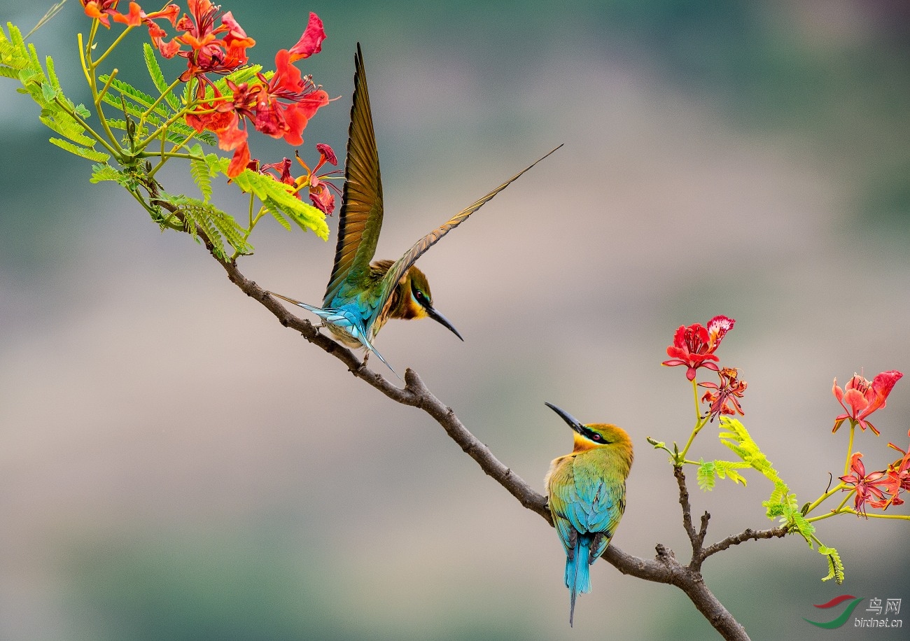 花枝上的栗喉蜂虎
