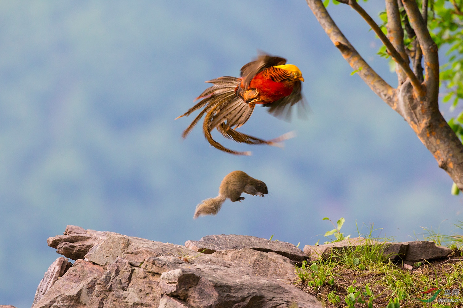 鸡鼠大战祝贺图二获每日优秀