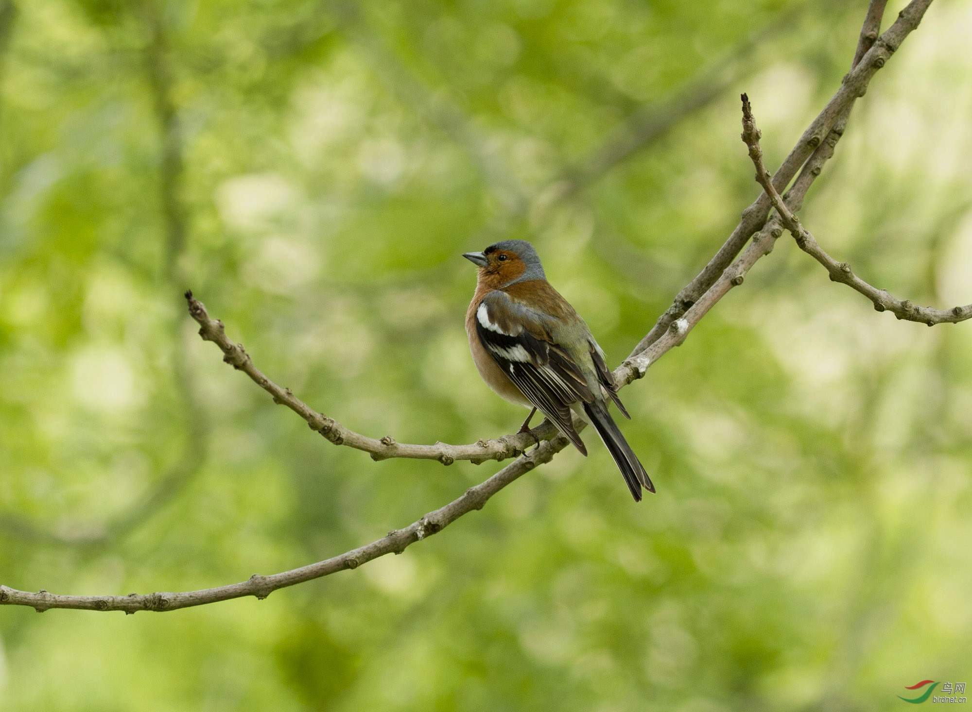 慕尼黑奥林匹克奥运会场门口树枝上喳喳叫的小鸟