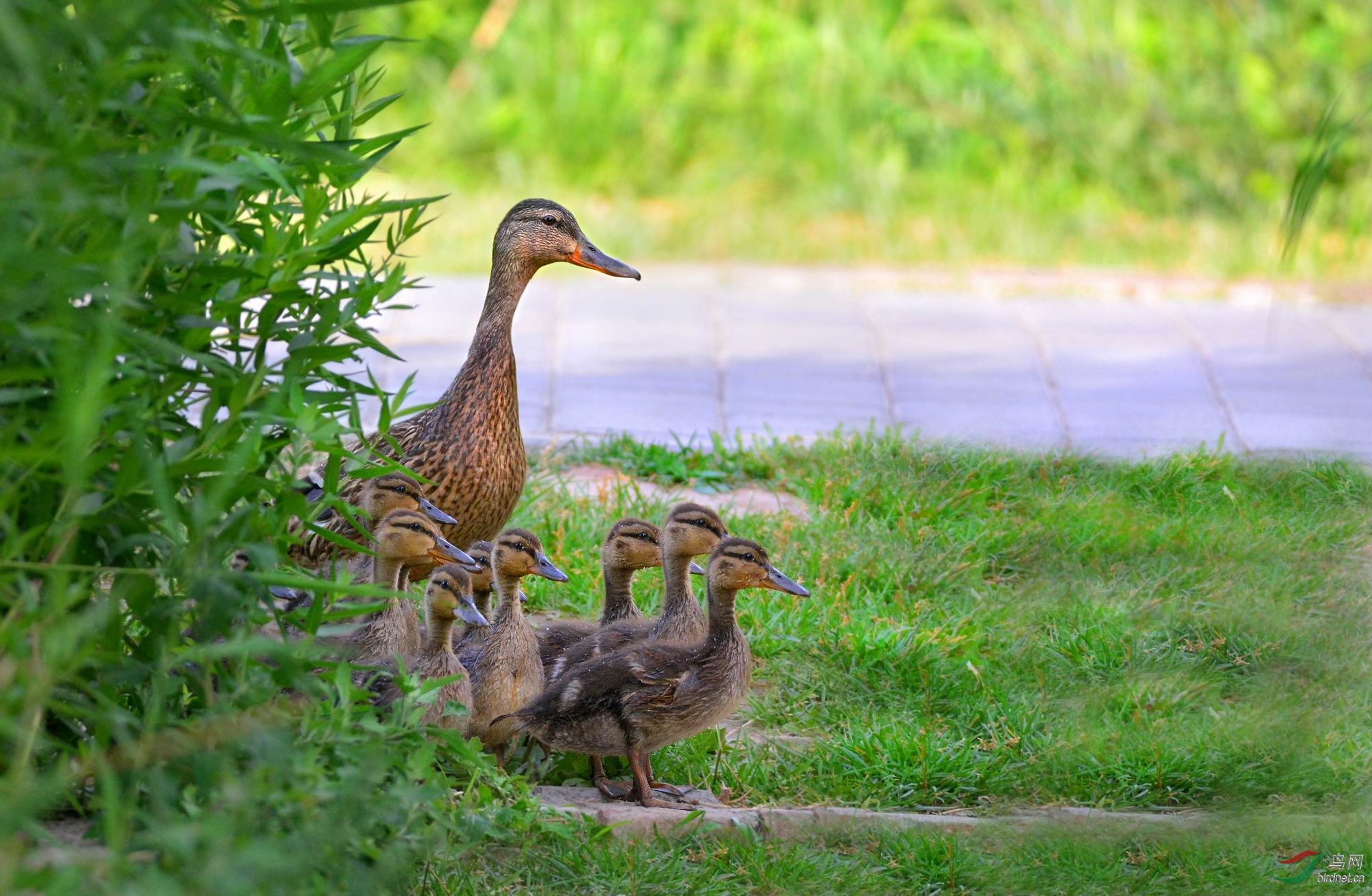 温馨亲和的鸭一家