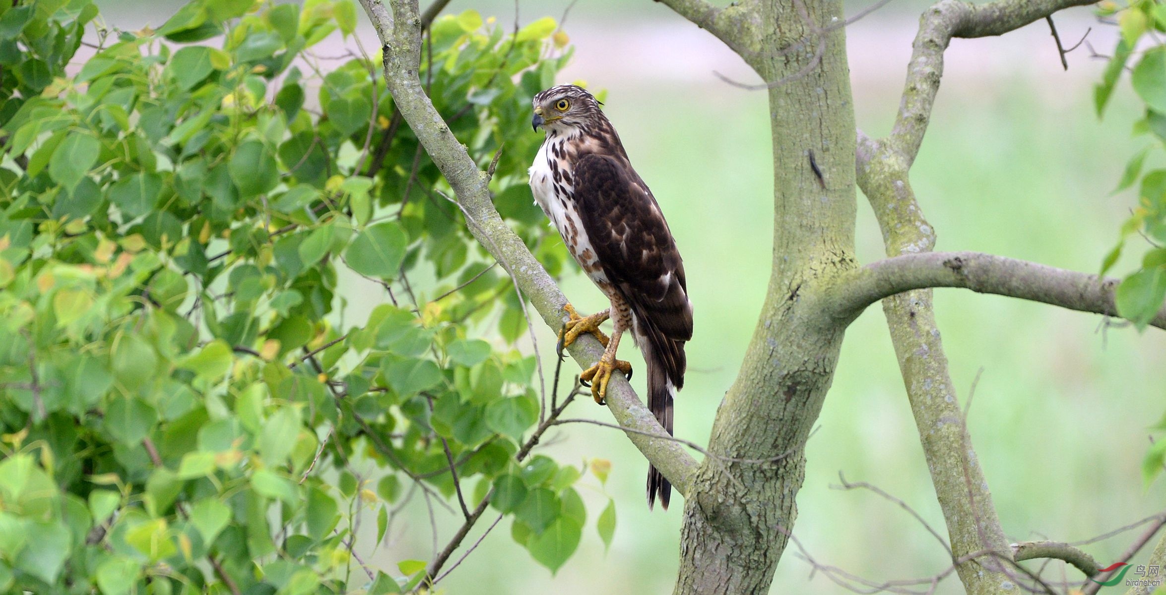 树林中的风头鹰