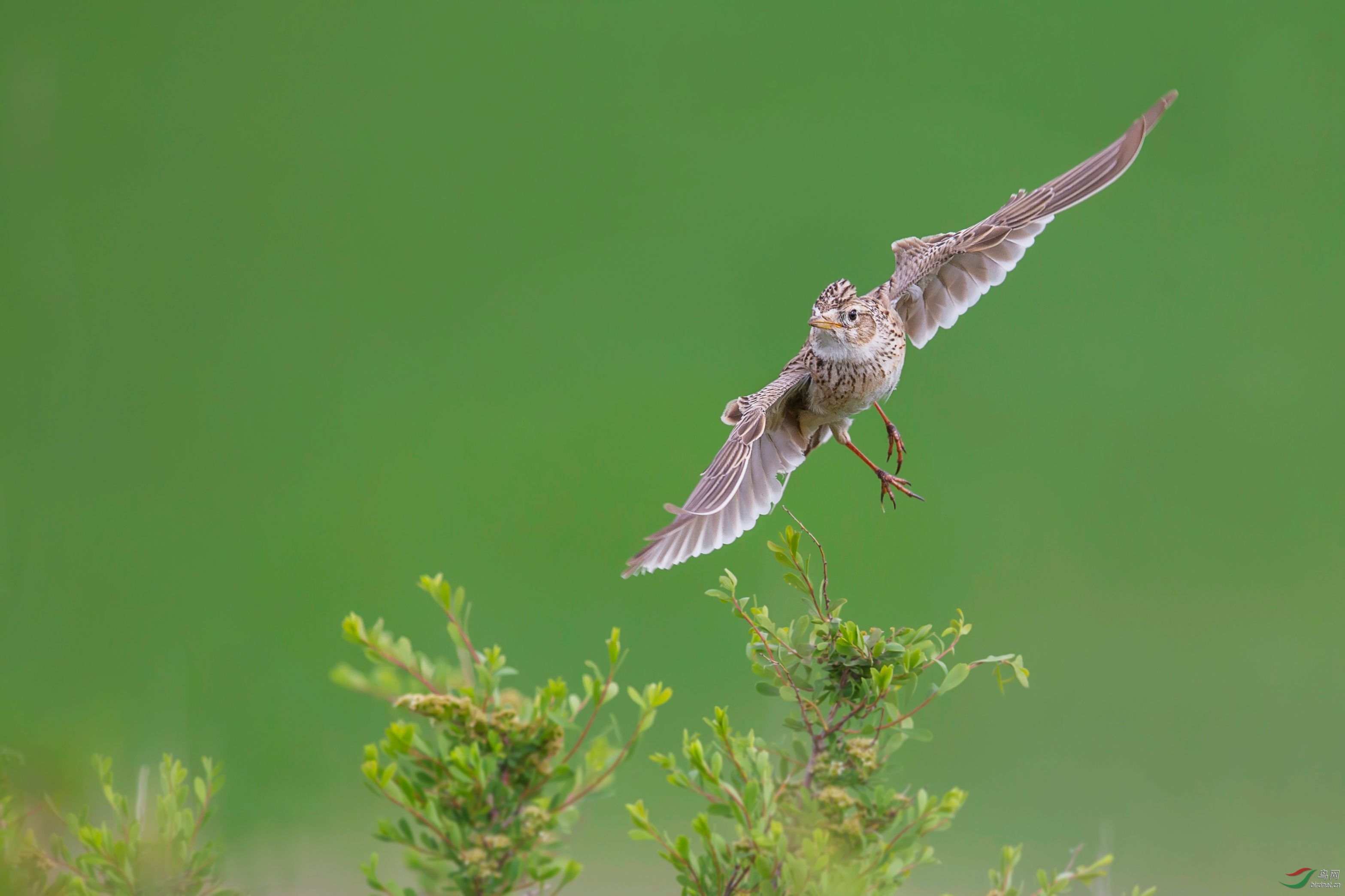 草原百灵鸟贺荣获每日精华
