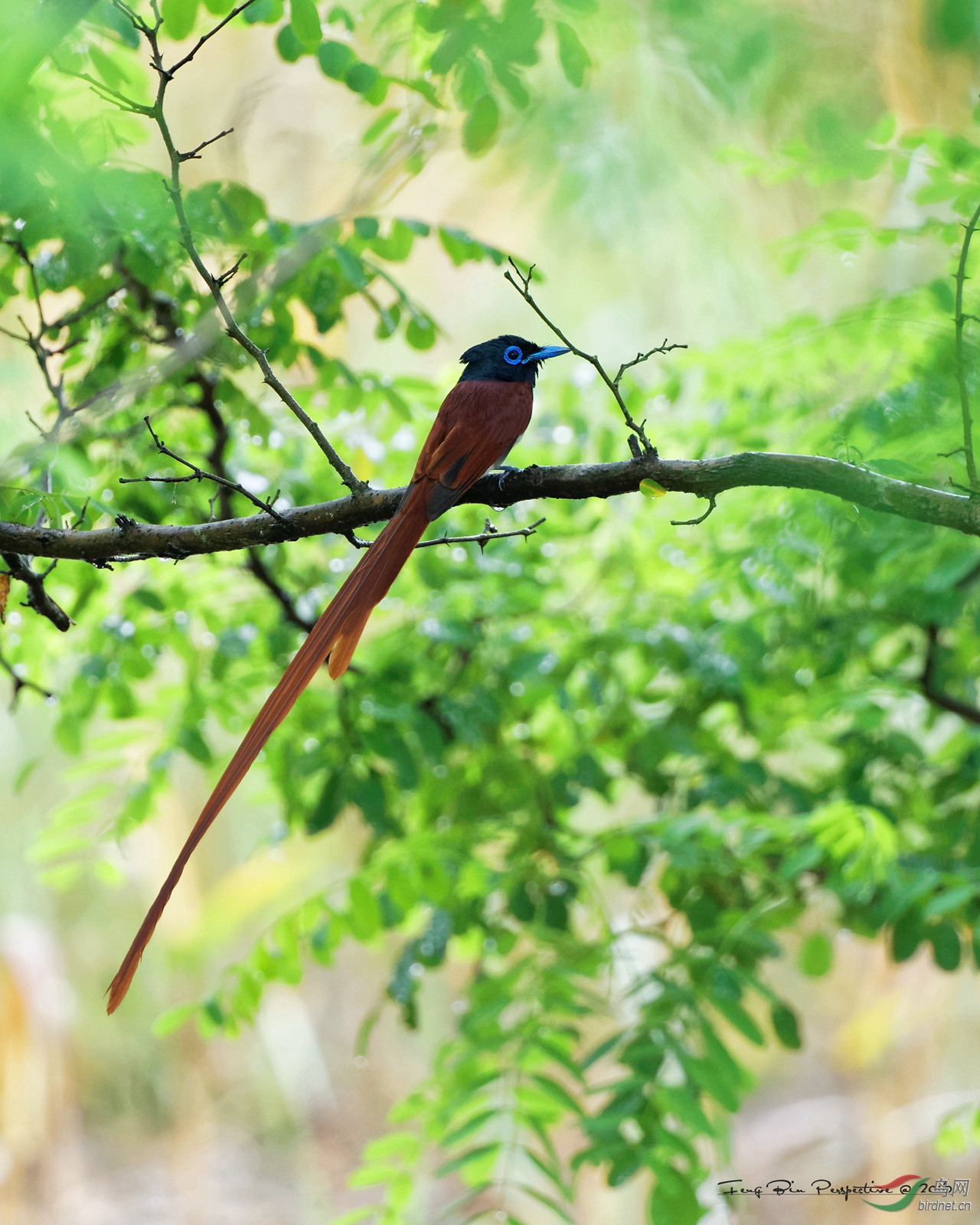 林鸟飘逸的长尾巴绶带图一荣获鸟网首页每日精华