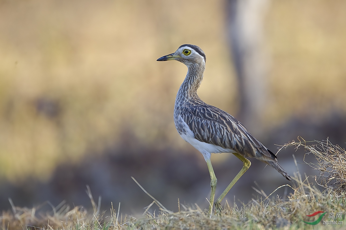 (双纹石鸻)哥斯达黎加深度环游拍鸟之六十二 - 双纹石鴴《图一荣获