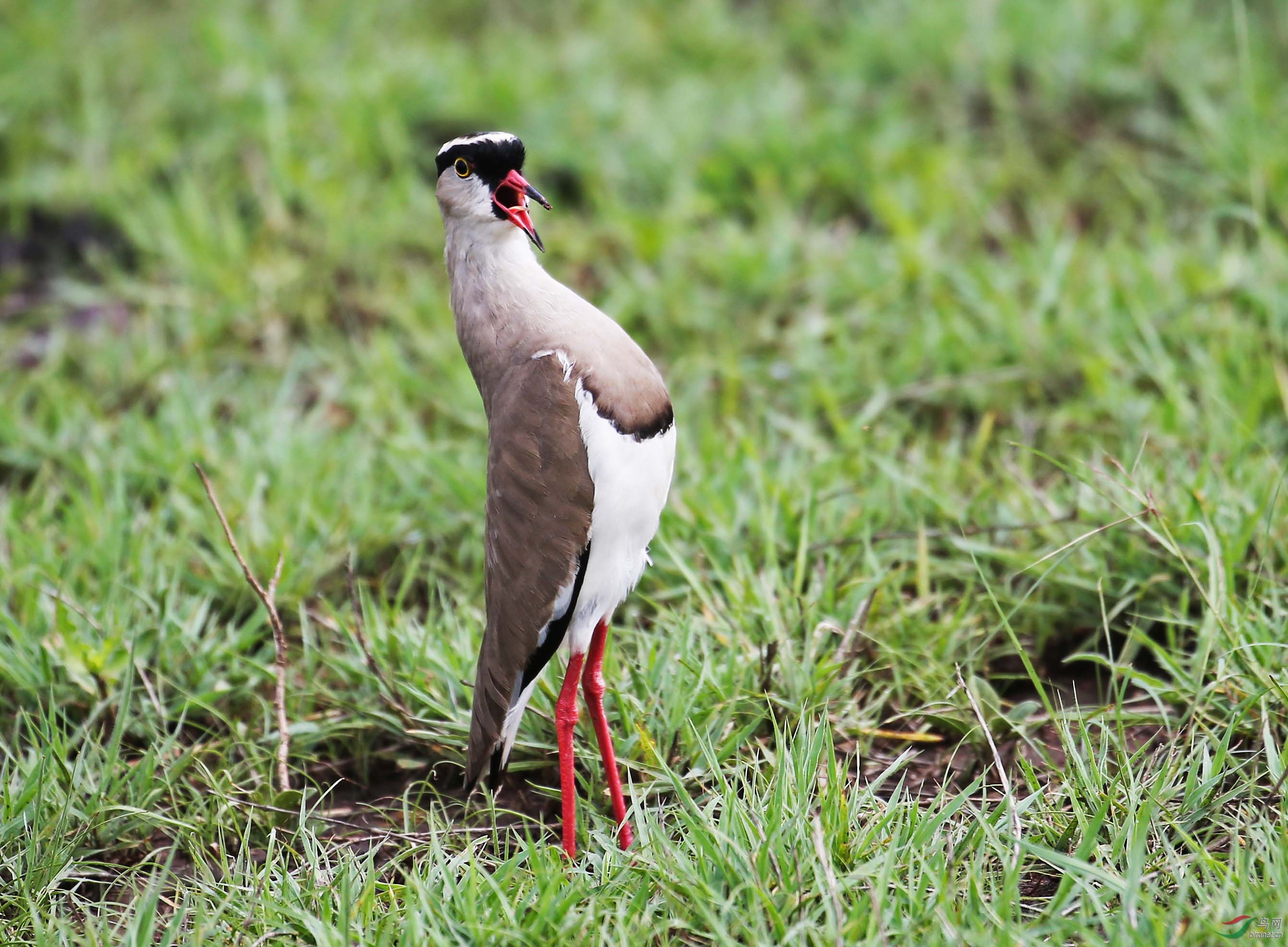 美声唱法冕麦鸡祝贺每日优秀