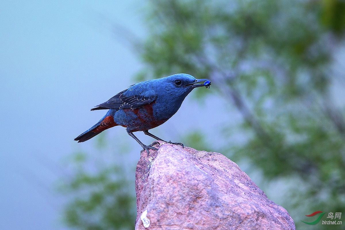 蓝色白灵鸟——蓝矶鸫